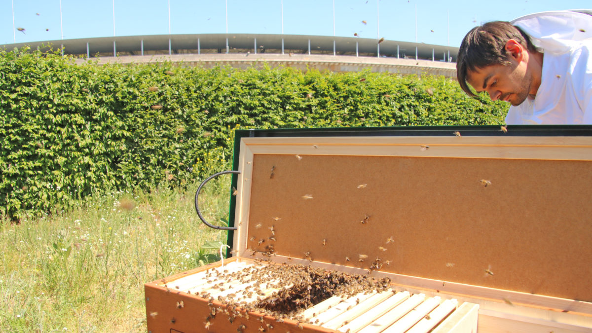 Ansiedlung Bienenvölker
